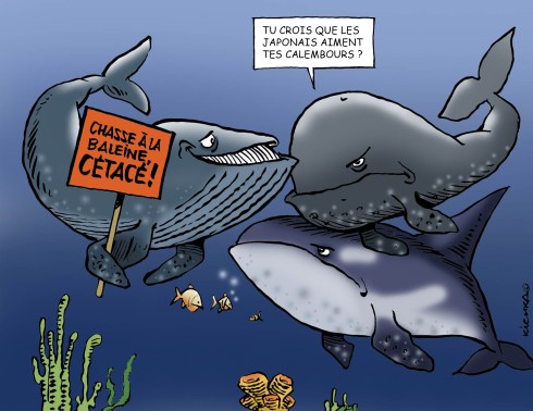 Baleines JAPON