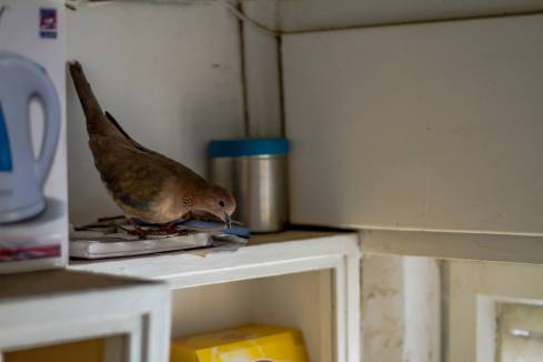 1277702_406846212800489_1068382636415184483_o