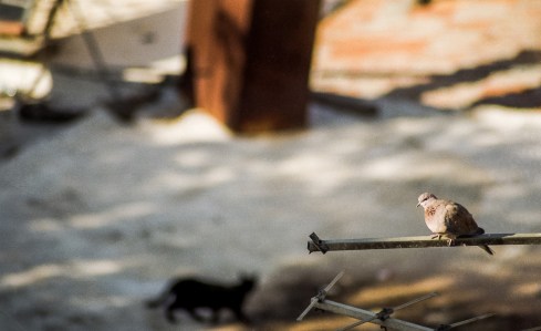 1960906_407357139416063_2899835596778175319_o